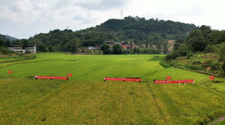 铜梁新常规多季稻登骥稻粮供耕中稻1号开镰